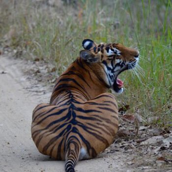La-reserve-de-pench-national-parc