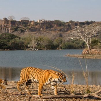 Parc-national-de-Ranthambore-Rajasthan