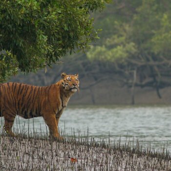 Parc-national-de-Sunderbans