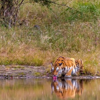 Tigre-dans-la-reserve-de-Bandhavgarh