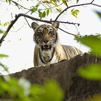 Où voir les tigres en Inde ?