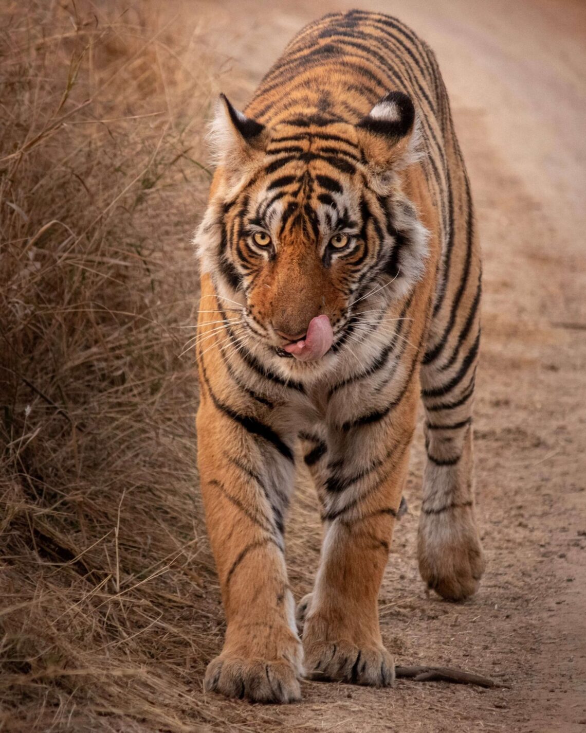 Tigre dans le parc national de Ranthambore