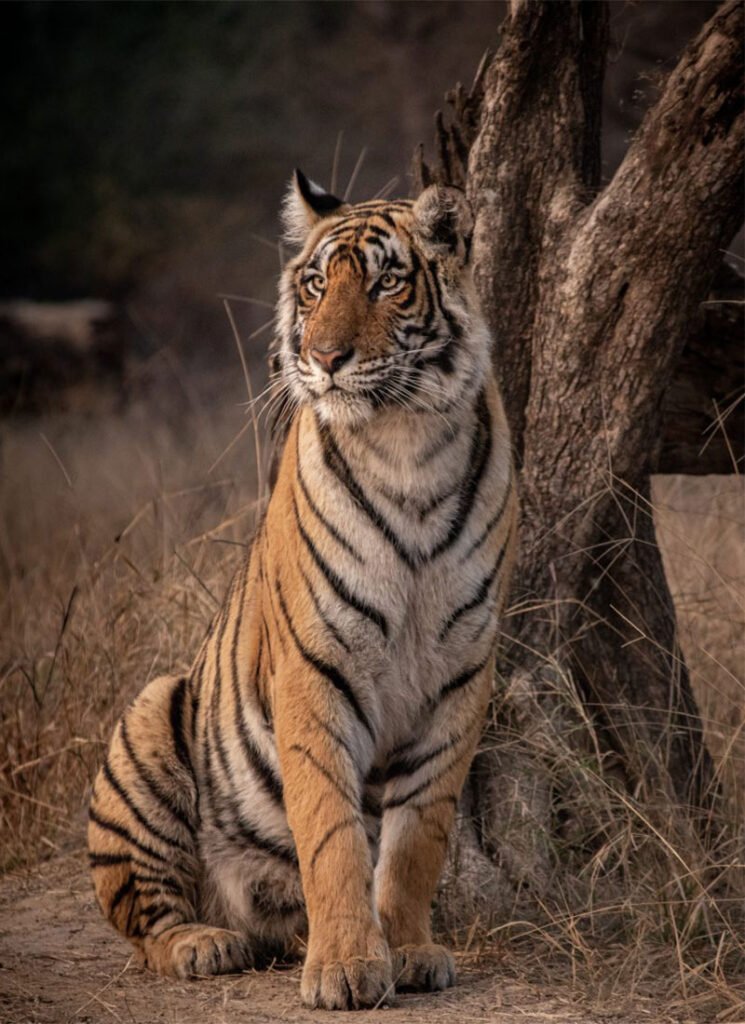 Circuit Safaris en Inde