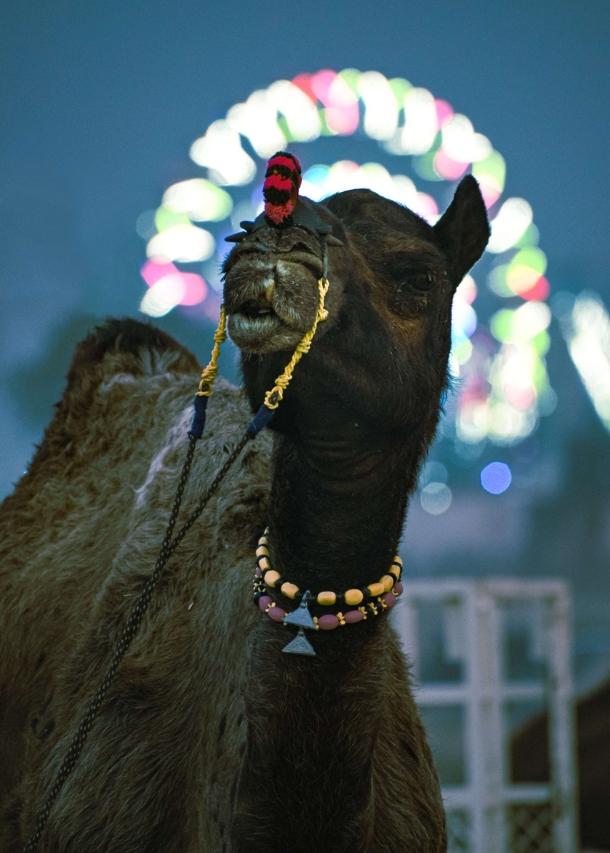 Circuit GROUPE Le Rajasthan et la foire aux chameaux – 2024