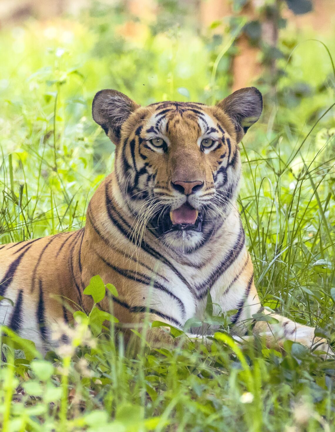 parc nationaux en Inde