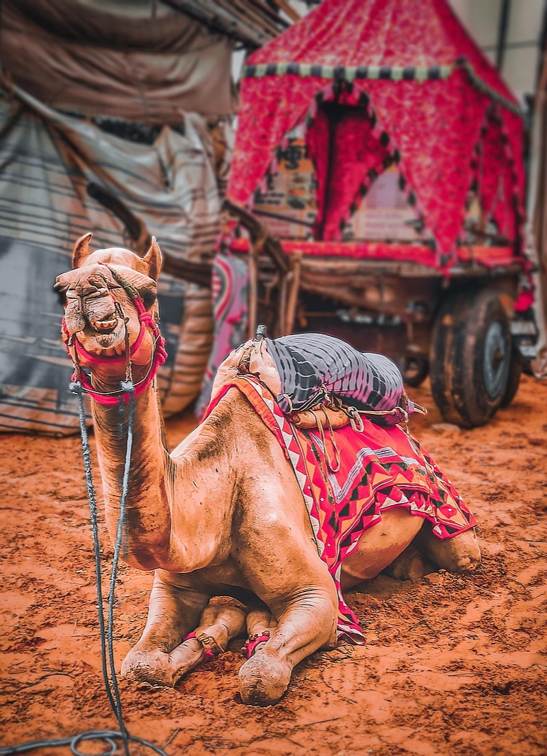 Rajasthan et foire des animaux de Pushkar