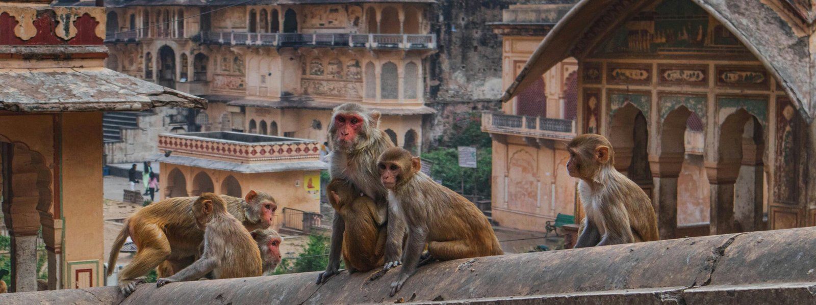 galta moneky temple Jaipur