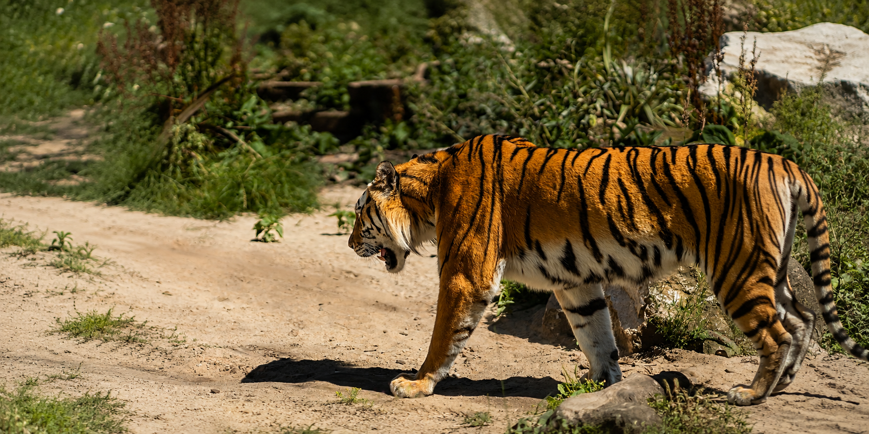Tigres de Sundarbans