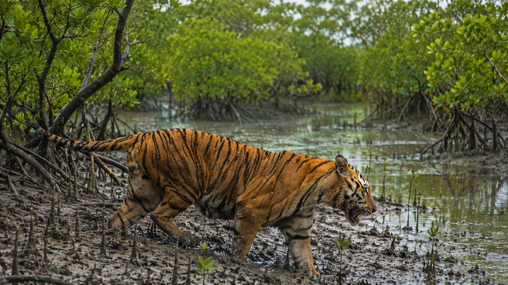 Tigres de Sundarbans